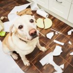How to prevent the dog from chewing on wooden furniture?